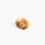 Dinosaur Designs Stone Ring in Light Horn color resin with Wide Fit