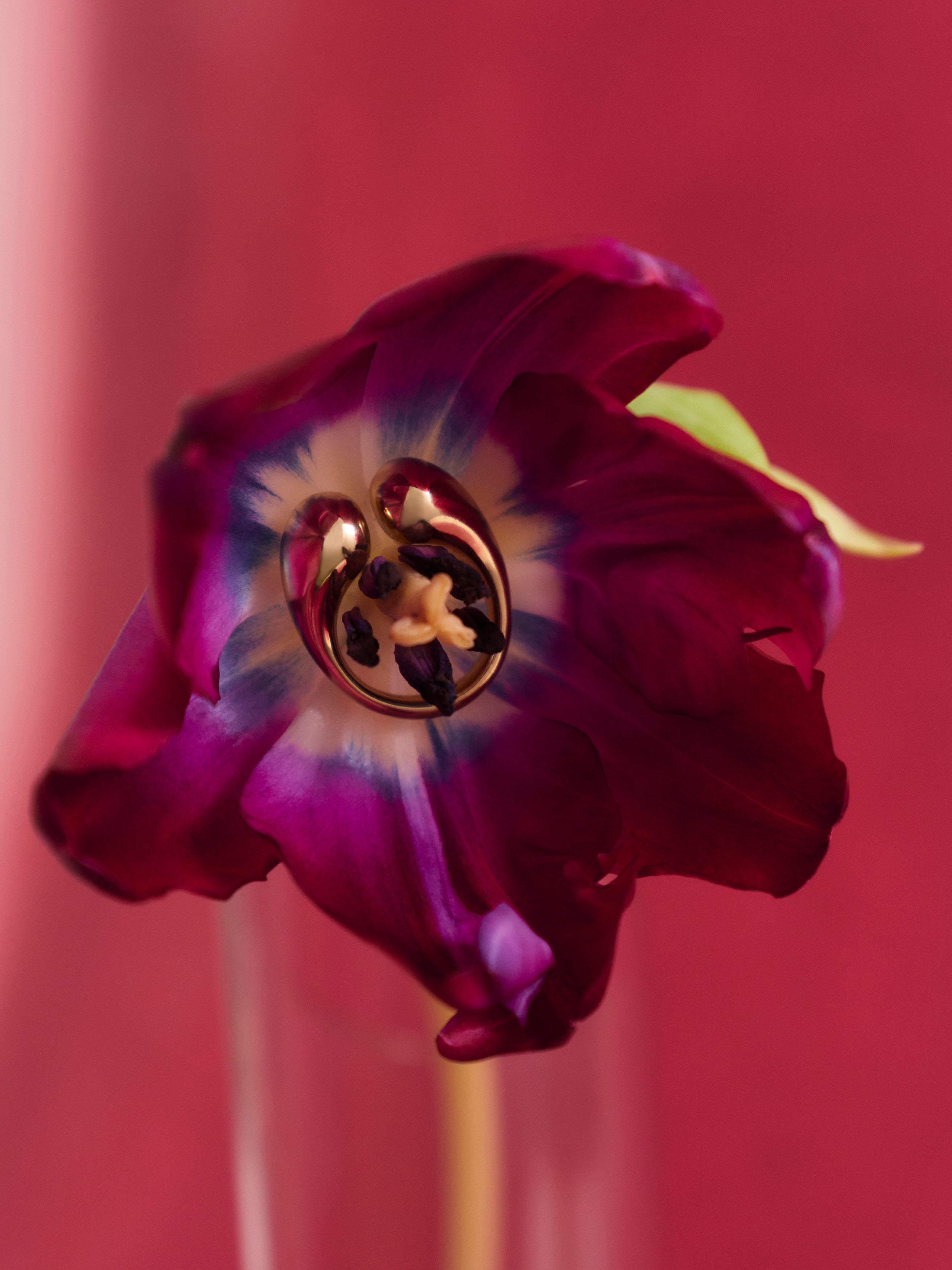 Close-up of a purple tulip with a brass ring within, on a pink backdrop